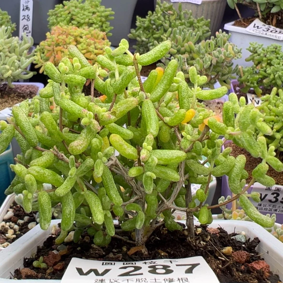 【闪购商品】w287糖球白虎斑锦