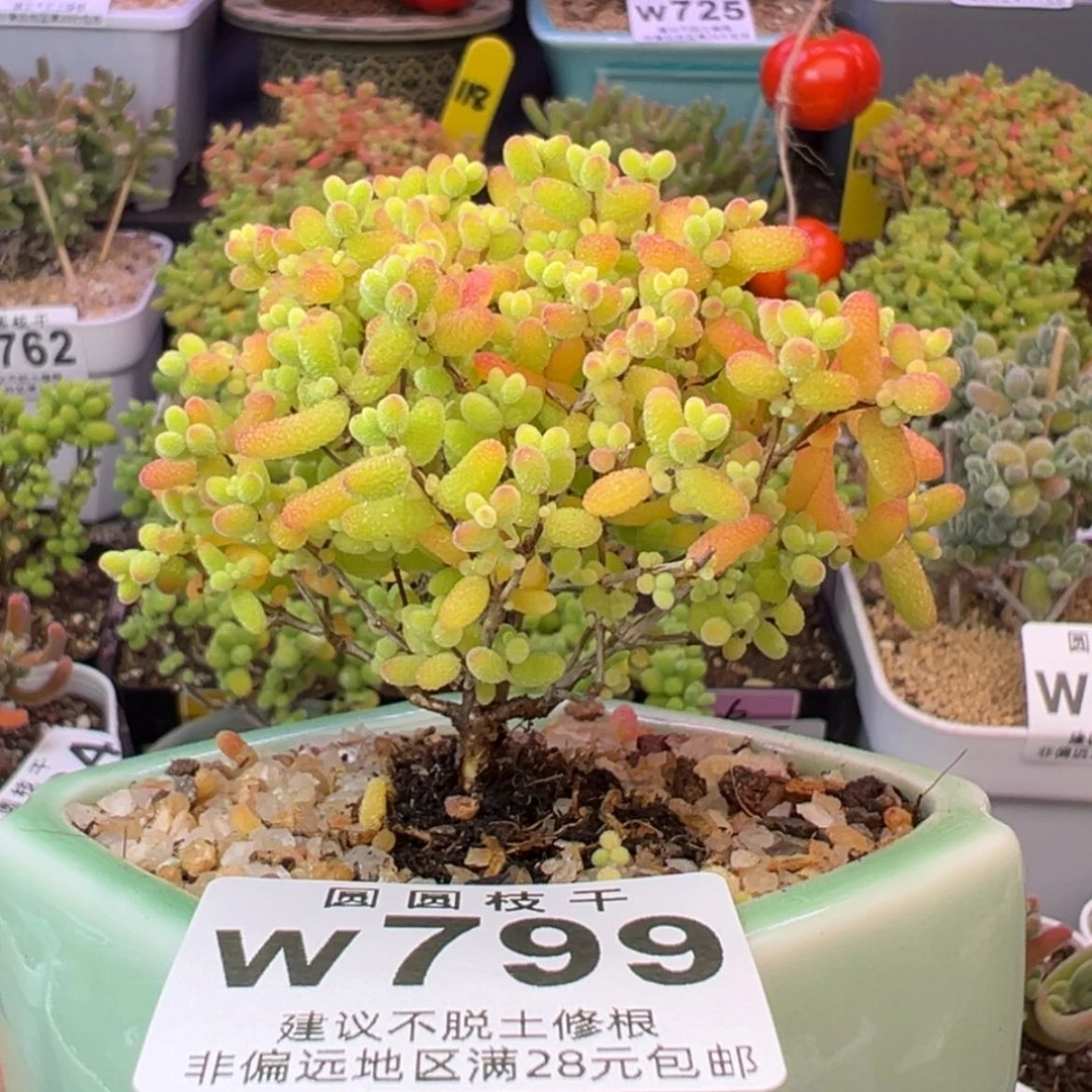 【闪购商品】w799蜜桔糖球