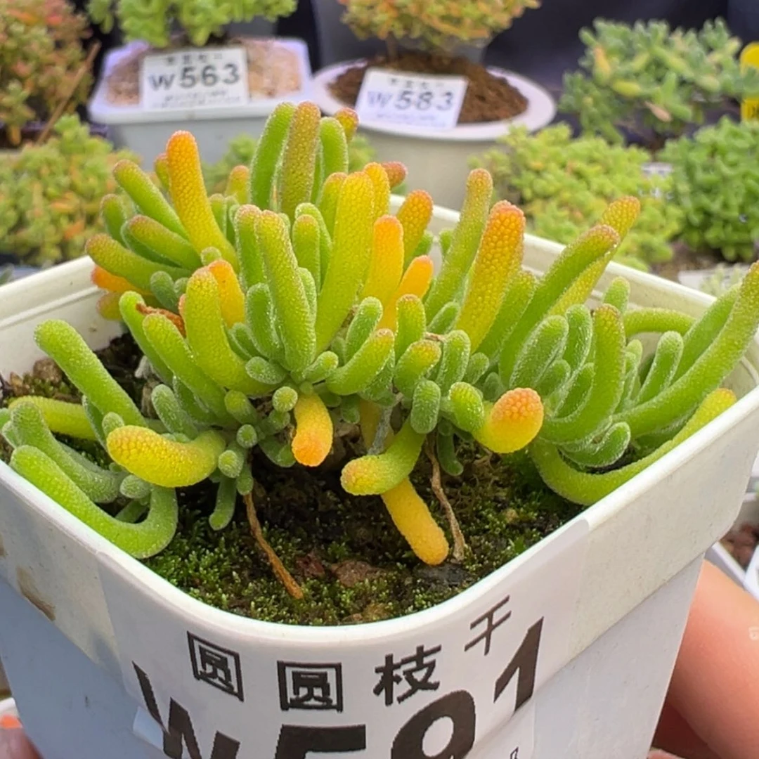 【闪购商品】591荧光兔