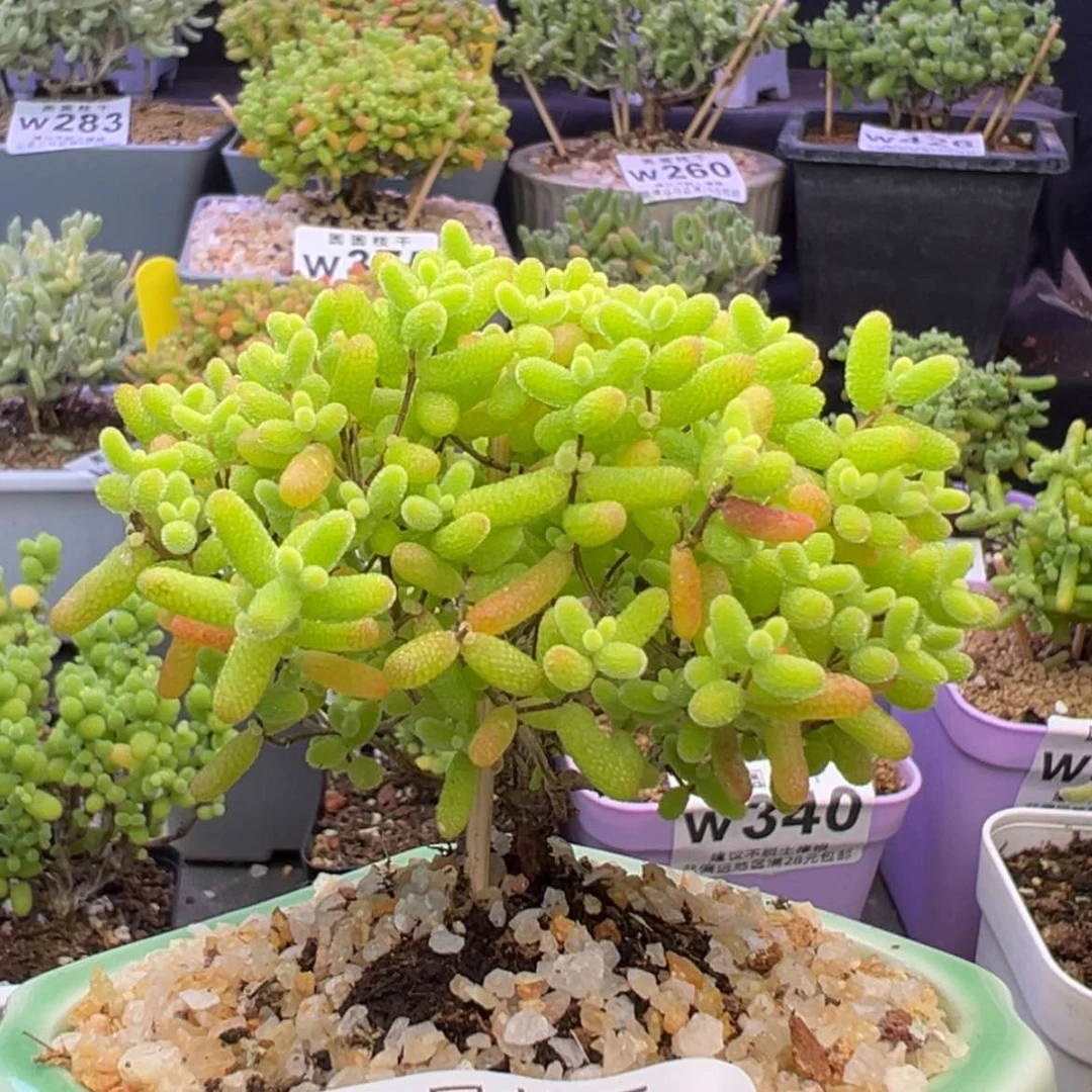 【闪购商品】w400蜜橘糖球