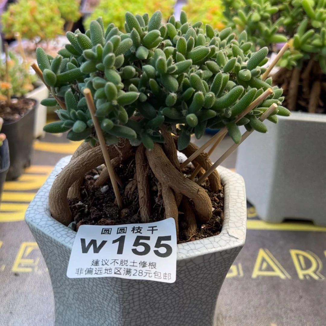 【闪购商品】肥****?155提根玉米