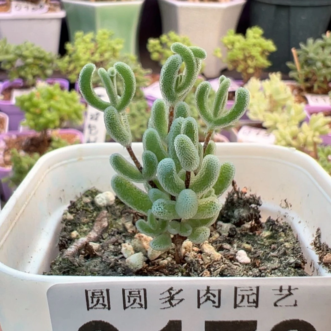 【闪购商品】179闪闪