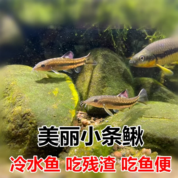 美丽小条鳅 冷水清道夫 原生鱼 观赏鱼 清洁工 垃圾鱼除藻鱼包邮