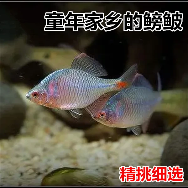 鳑鲏 除丝藻工具鱼 冷水鱼高体鳑鲏 瓦片鱼 七彩鱼群游观 原生鱼