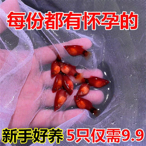 米奇鱼 月光鱼 胎生鱼 小型鱼 观赏鱼 新手推荐 好养活新手鱼包邮