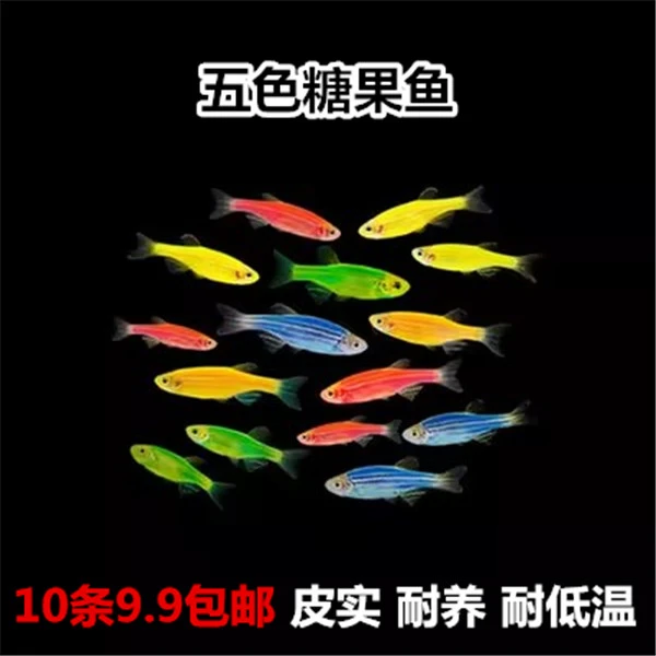 斑马鱼 小型鱼 热带鱼观赏鱼 易饲养小型鱼类 红绿灯孔雀鱼包邮