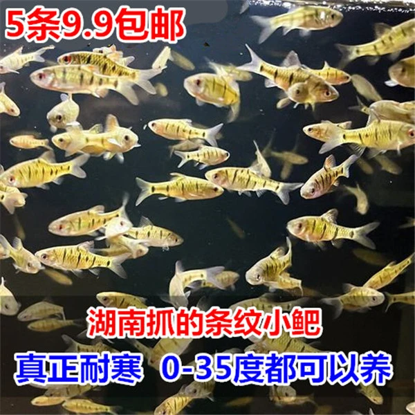 湖南条纹小鲃 冷水鱼 无需加温 原生鱼 黄金小鲃 小型观赏鱼活体