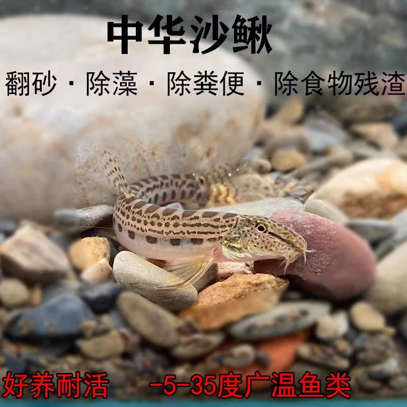 中华花鳅 冷水清道夫 清洁工鱼 清洁鱼缸鱼便龟便残渣 过滤水质