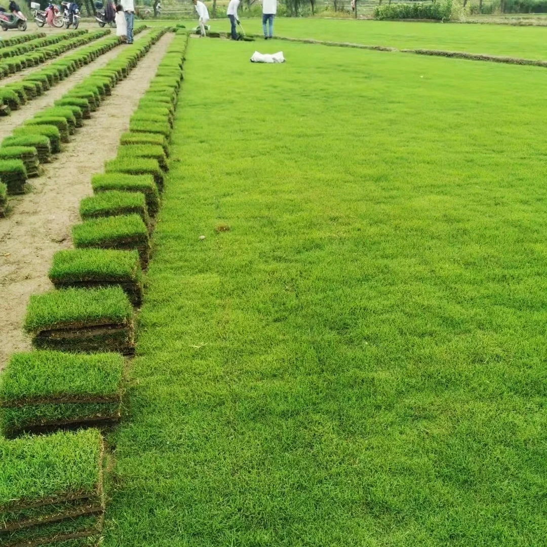 1草皮真草别墅庭院绿化马尼拉地毯草耐寒草坪带泥土