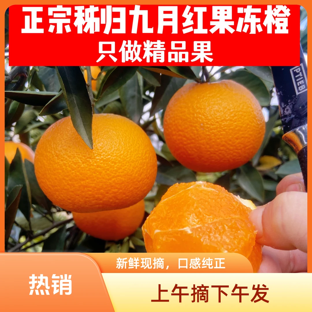 秭归正宗九月红果冻橙新鲜应季水果现摘现发孕妇橙宝宝橙非爱媛橙