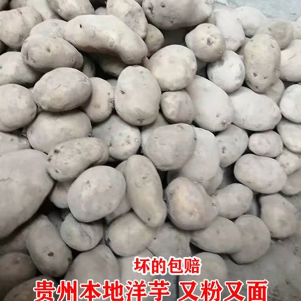 贵州洋芋土豆农家洋芋土豆黄心洋芋马铃薯3斤-10斤口感好又粉又面