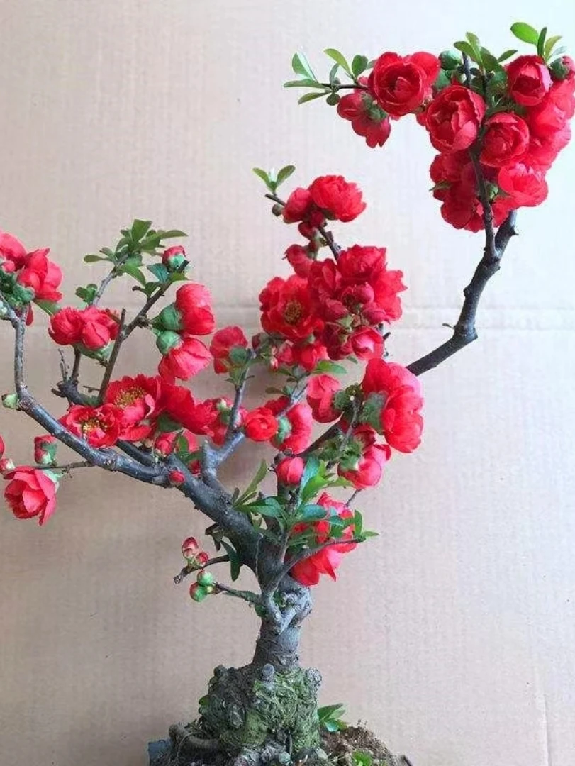 长寿冠海棠，四季开花，耐寒木本绿植，简单易养，室内室外均可养殖