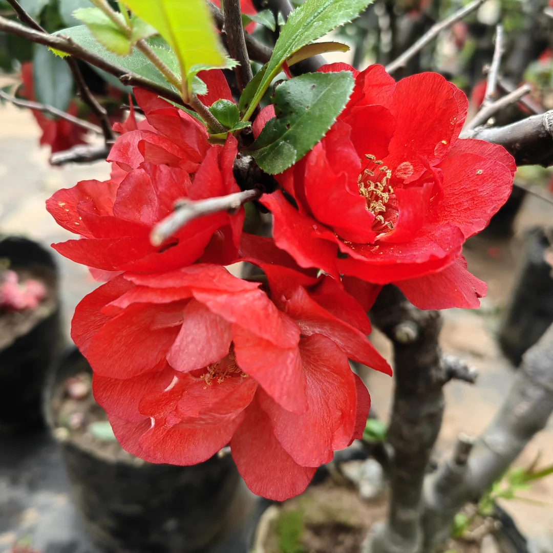 【红玉海棠花】重瓣大花，多季开花，耐寒耐热植物，盆景盆栽