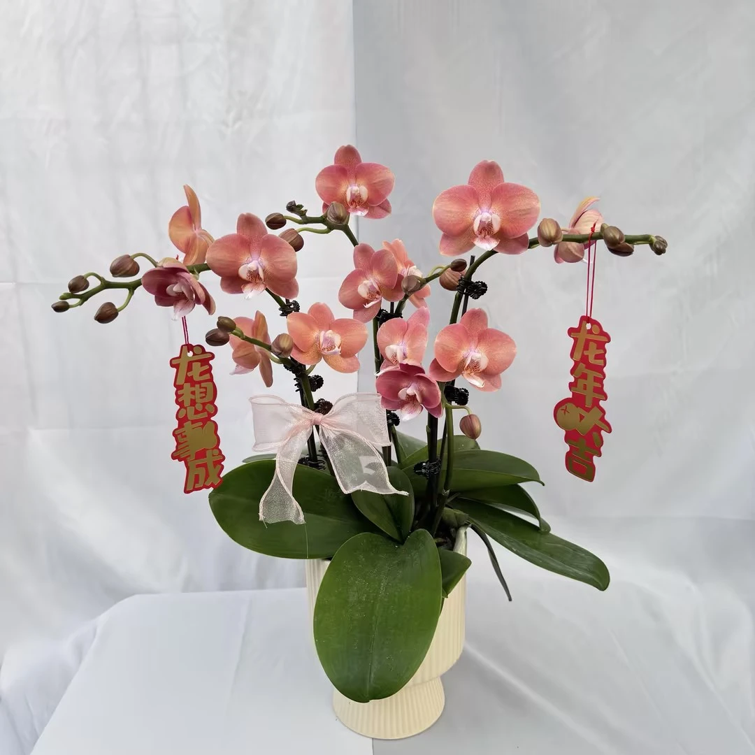 [鲑鱼] 蝴蝶兰艺术组盆 花艺师精选