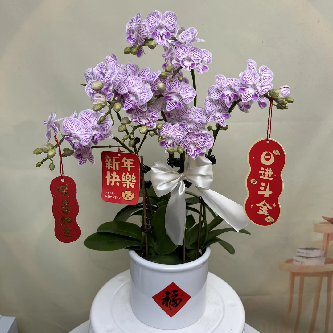 [樱花] 艺术组盆 花艺师精选