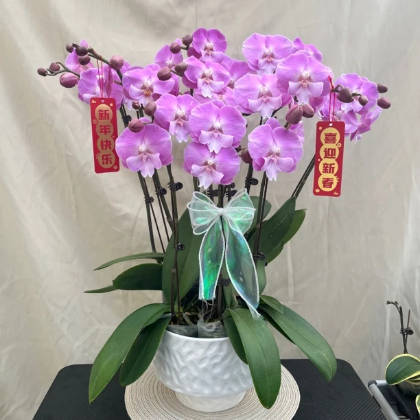 [人鱼公主]蝴蝶兰艺术组盆 花艺师精选