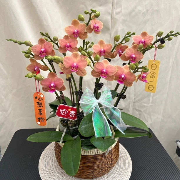 [香恋博格丽] 蝴蝶兰艺术组盆 花艺师精选