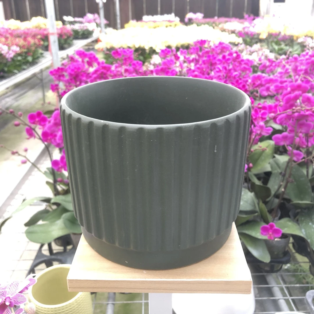 绿4棵蝴蝶兰陶瓷盆