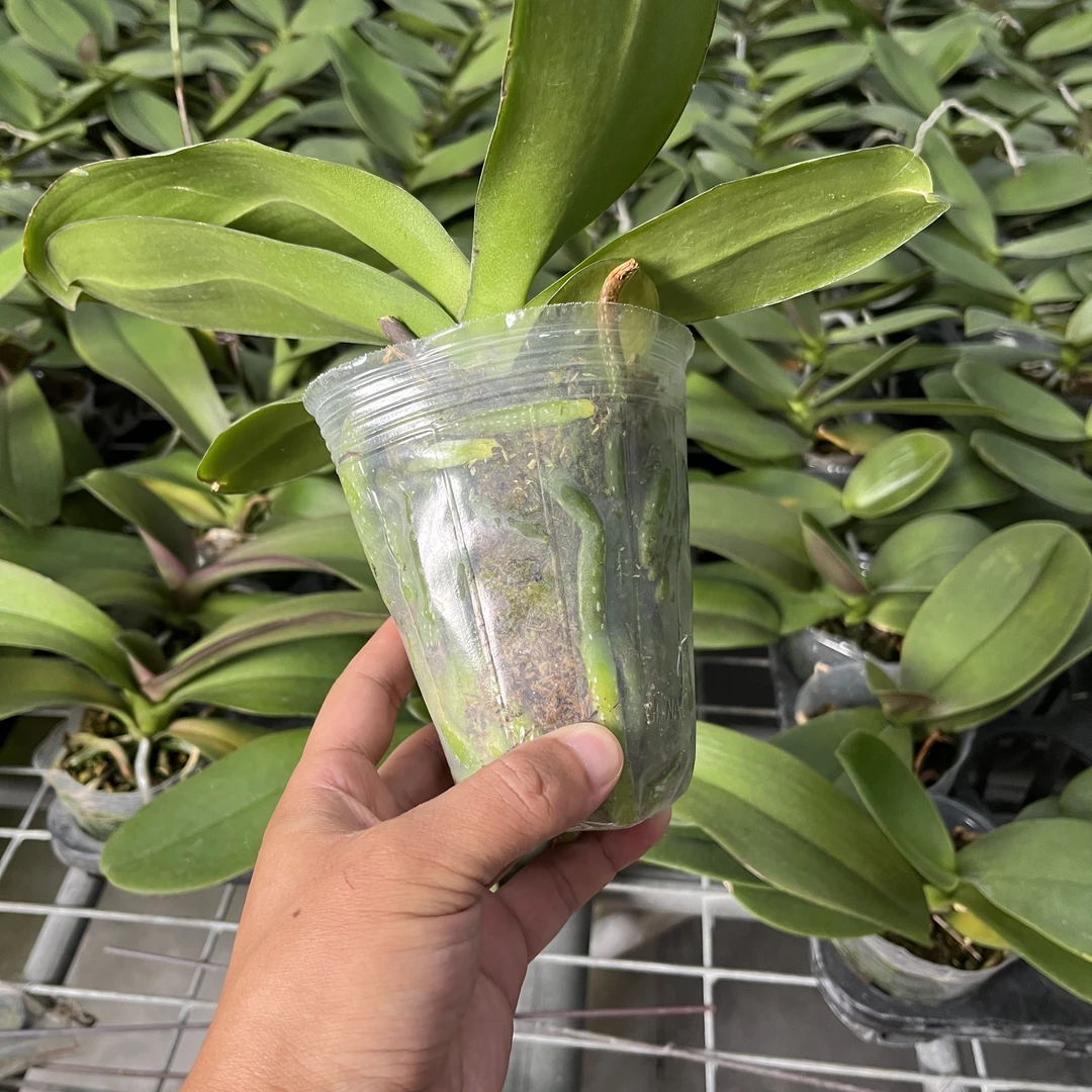 蝴蝶兰花后苗任意一颗【不带花箭体验】