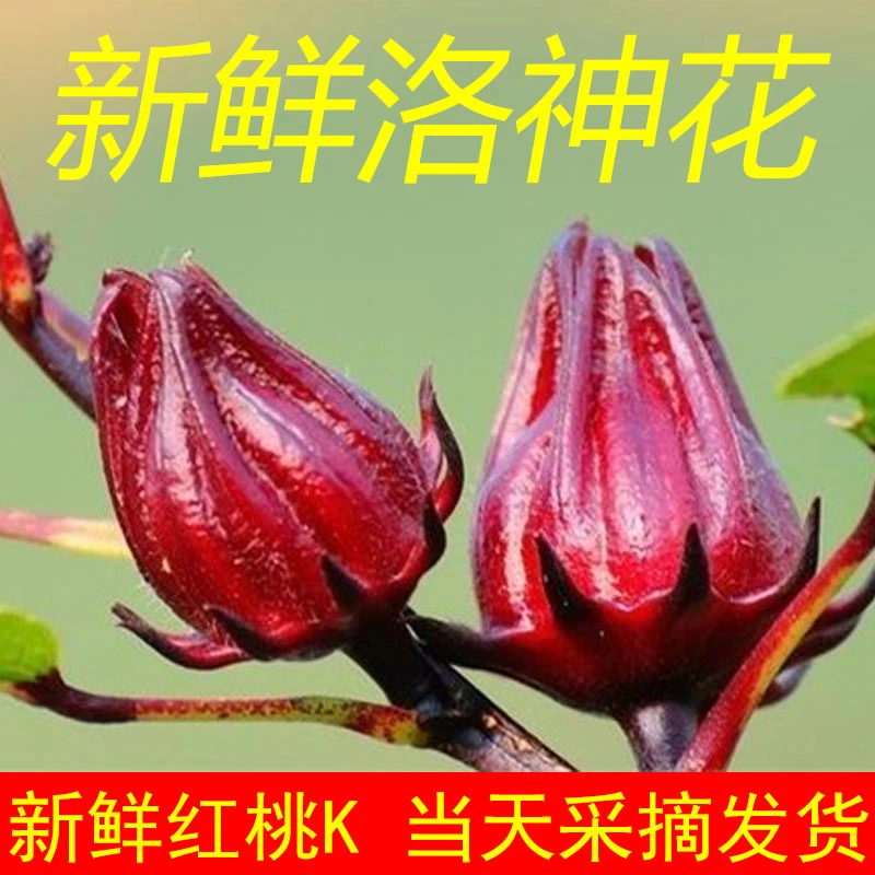 广西新鲜洛神花现摘红桃K花当季新货玖瑰花玖瑰茄茹泡茶泡酒