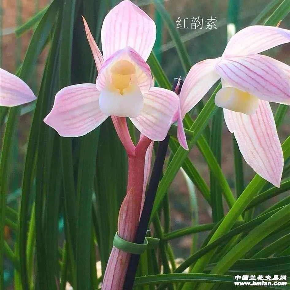 莲瓣兰红韵素裸根发货