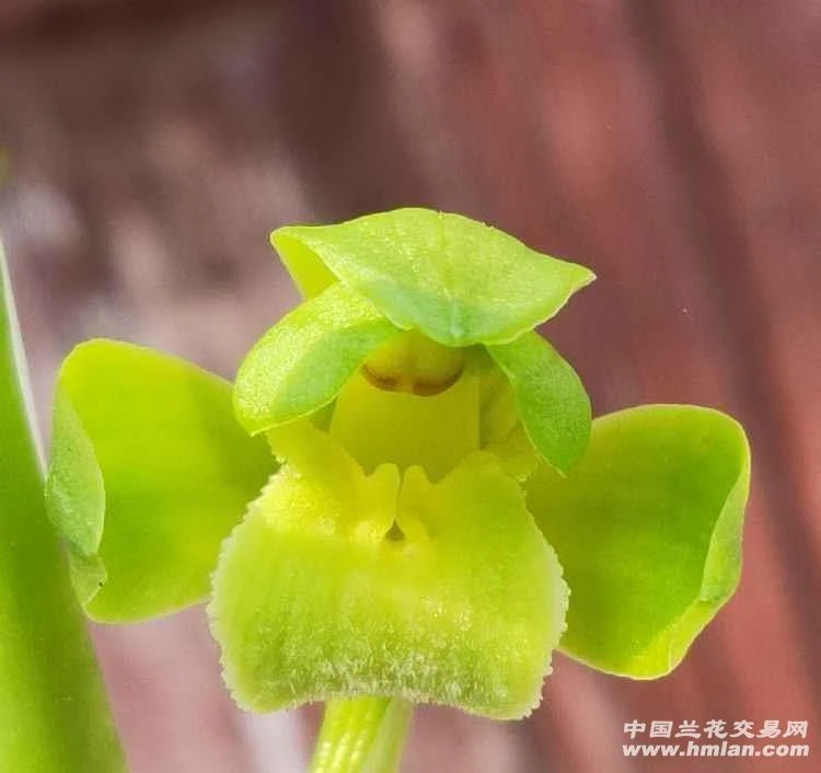 蕙兰名品翠定大荷素裸根发货