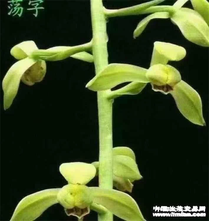 蕙兰名品，荡字，裸根发货