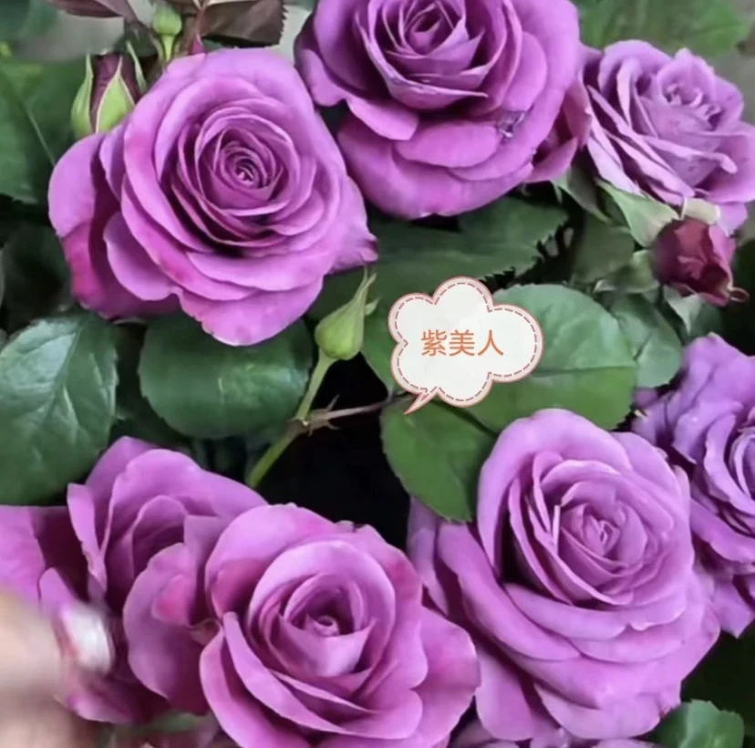 清晨 棒棒糖大花【紫美人】月季带花苞盆栽四季开多季