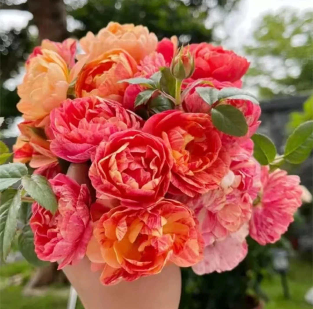 清晨 棒棒糖大花【果汁飞溅】月季带花苞盆栽四季开多季