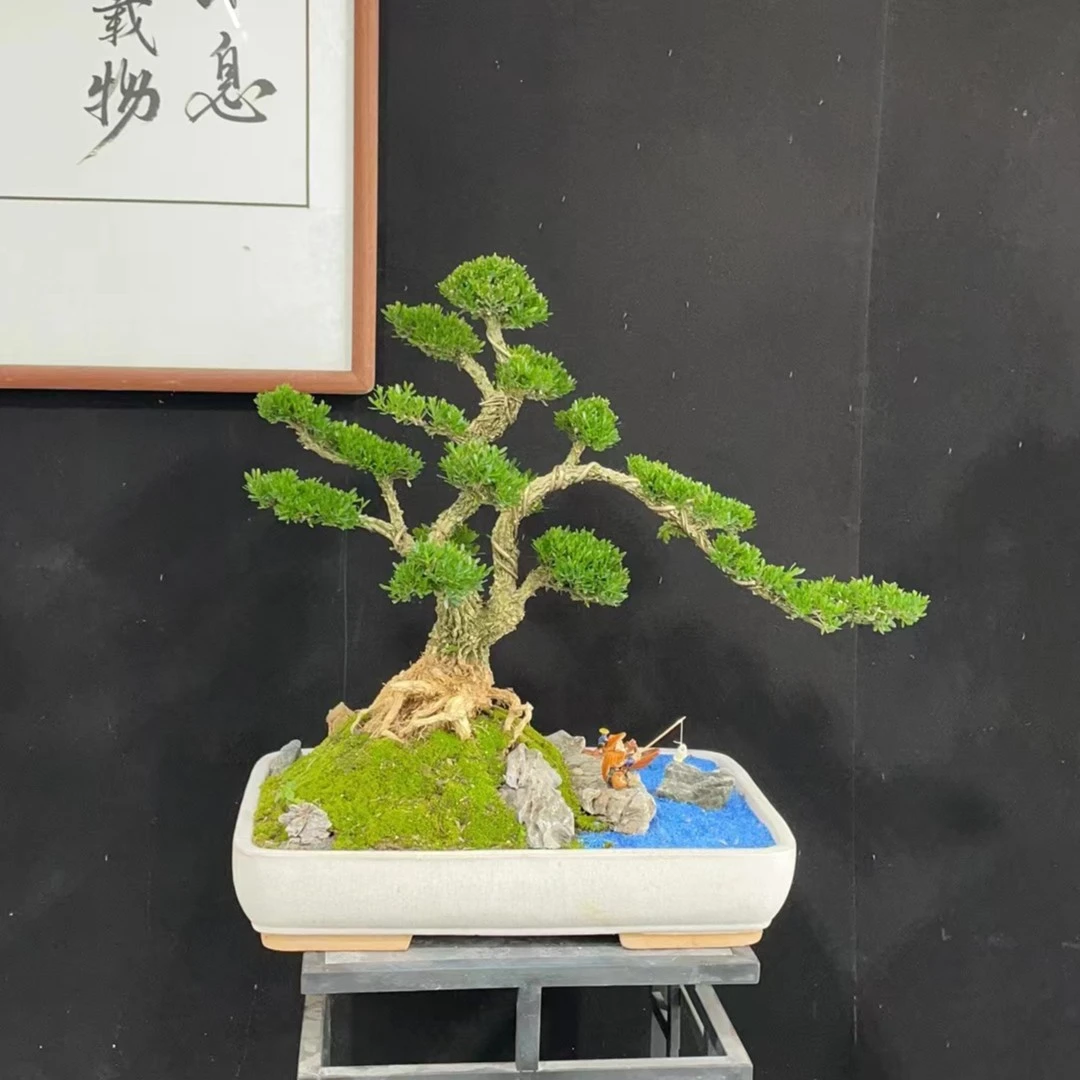 广东雀舌皱皮黄杨盆景绿色花卉阳台庭院客厅养护净化趣味好看摆件