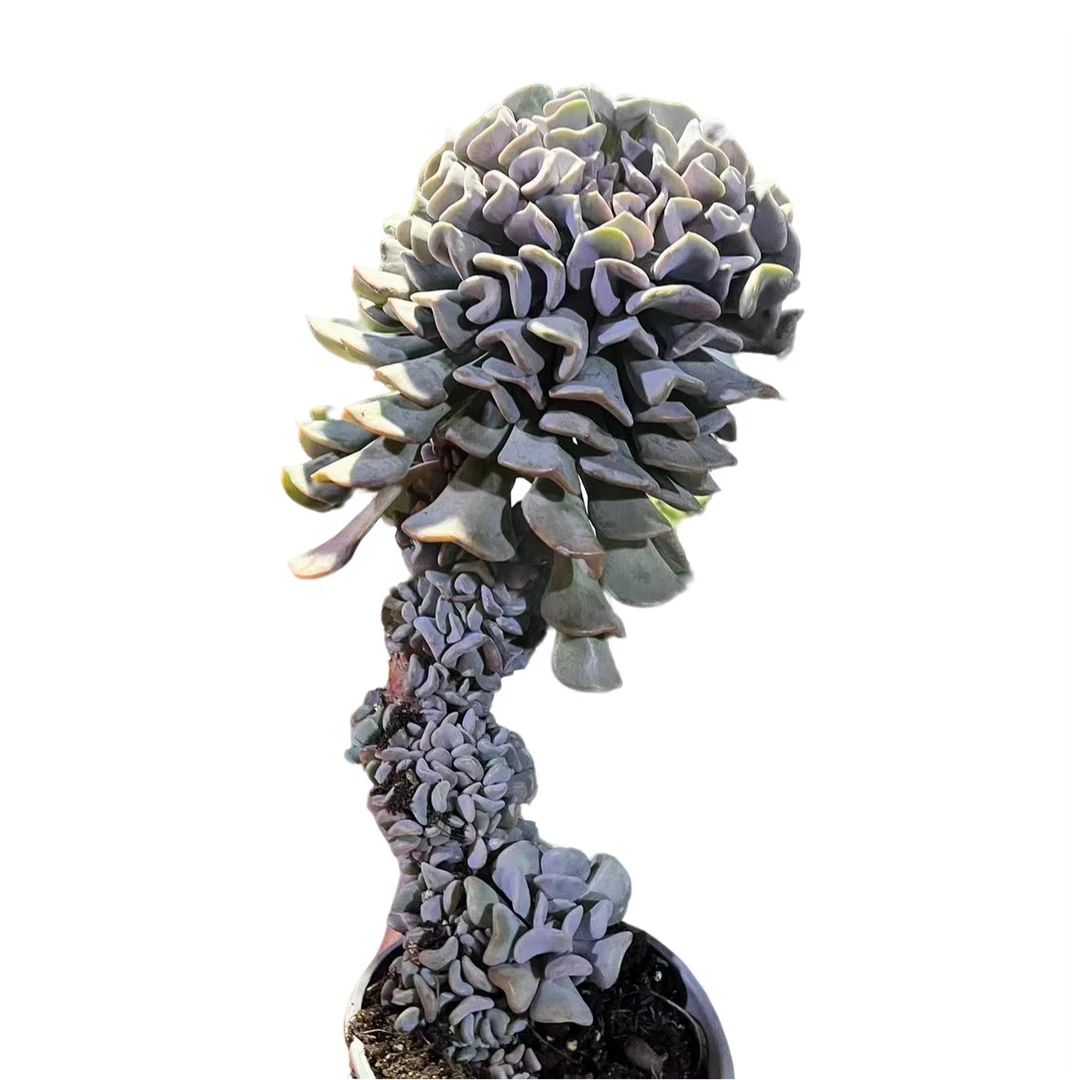 精品多肉  雪精灵