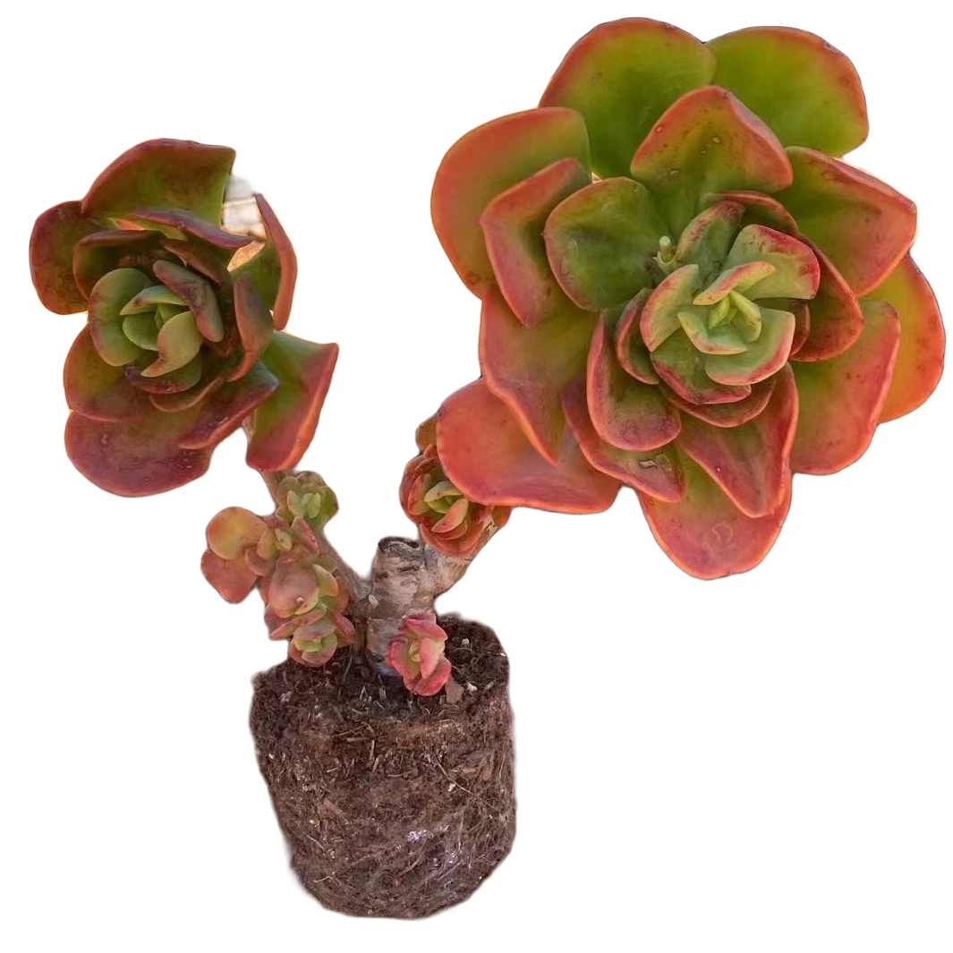 精品多肉小红梅（拍一发二)新手家庭空气净化植物防辐射粉色夏季