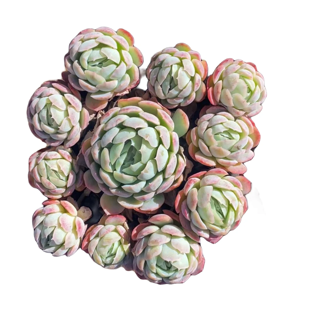 精品多肉包子贝瑞新手家庭空气净化植物鲜艳粉色夏季优选