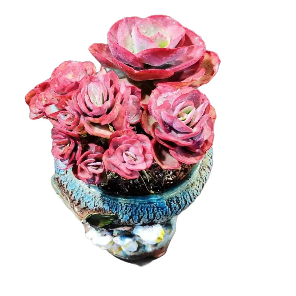 精品多肉捧花秀妍玫瑰新手家庭空气净化植物鲜艳粉色夏季