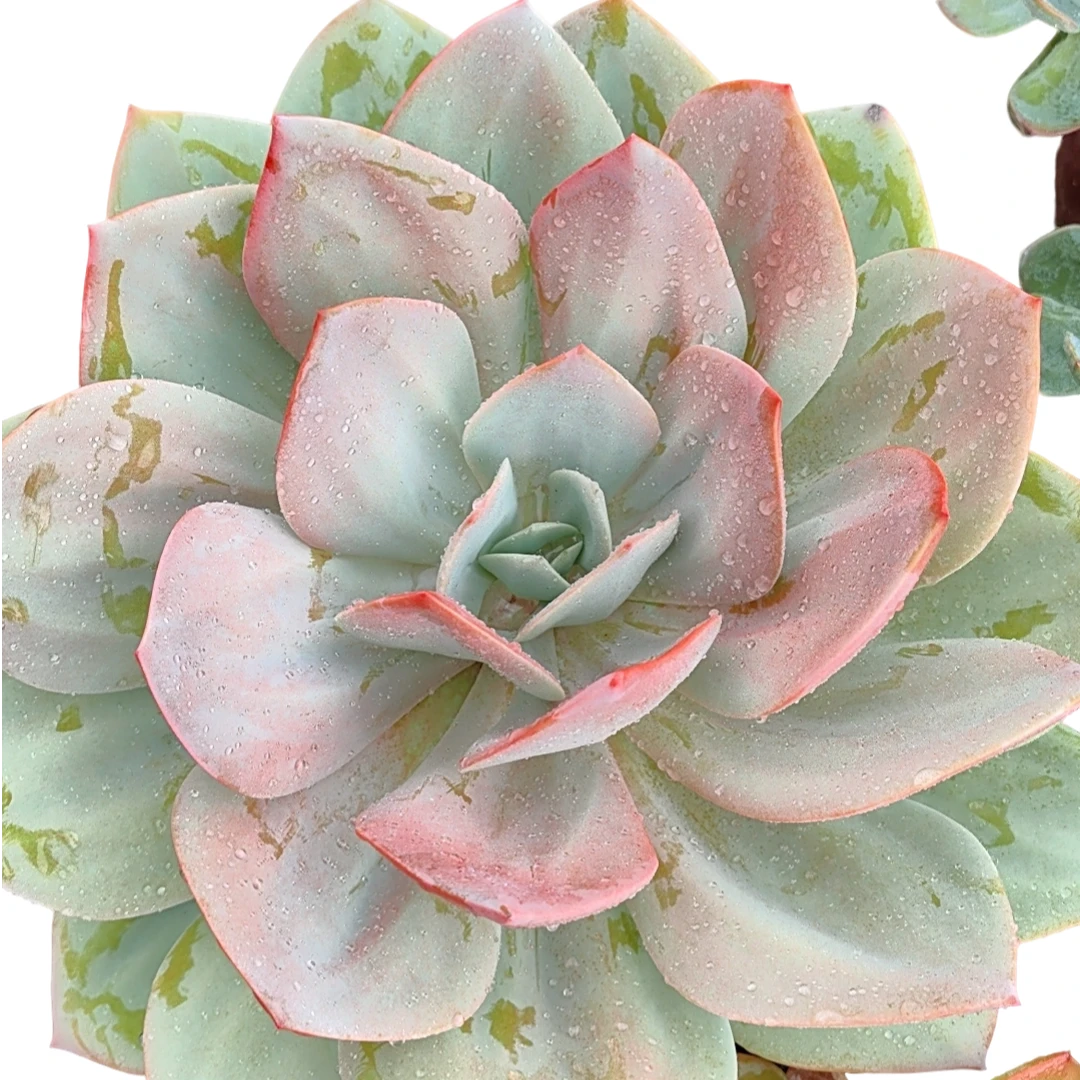 精品多肉    单头血凤