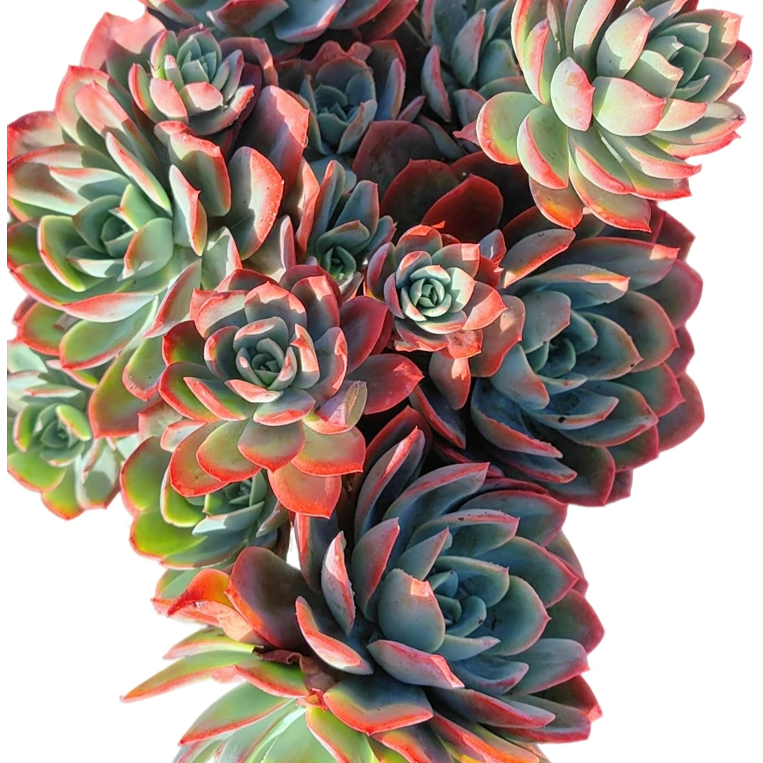 精品多肉  大绮罗