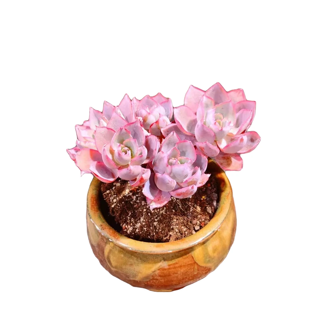 精品多肉多头粉晚霞家庭空气净化植物防辐射粉色夏季