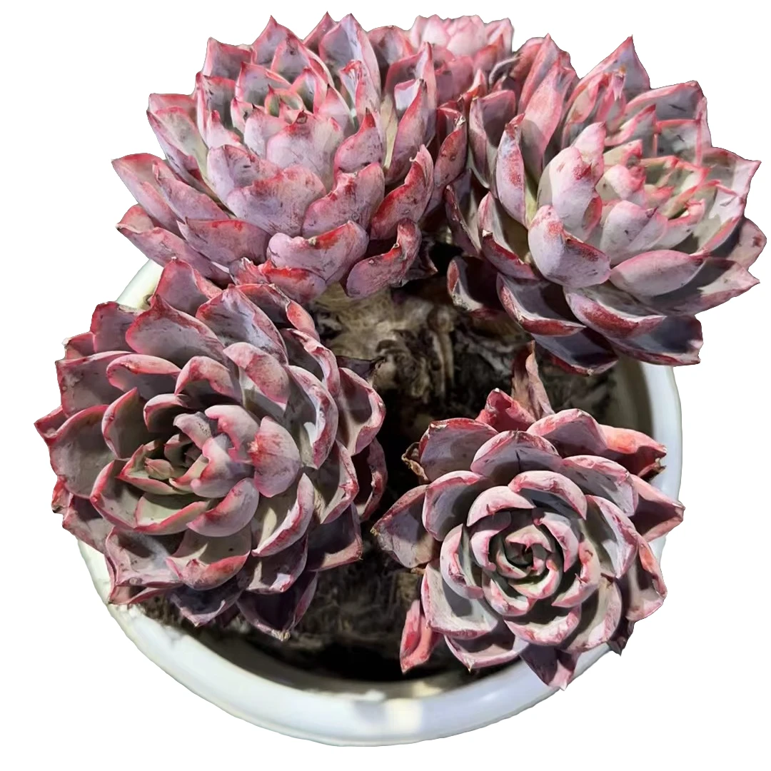 精品多肉赫拉家庭空气净化植物防辐射粉色夏季