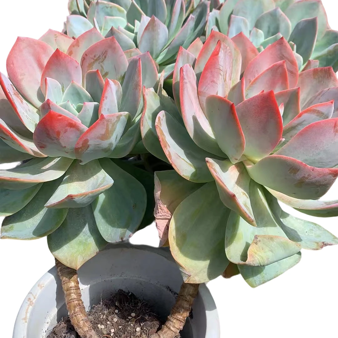 精品多肉  双头血凤