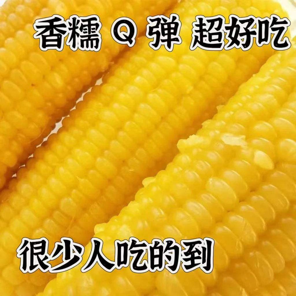 东北糯玉米粘糯米新鲜既甜又糯东北黄粘糯玉米黄糯玉米大棒好吃