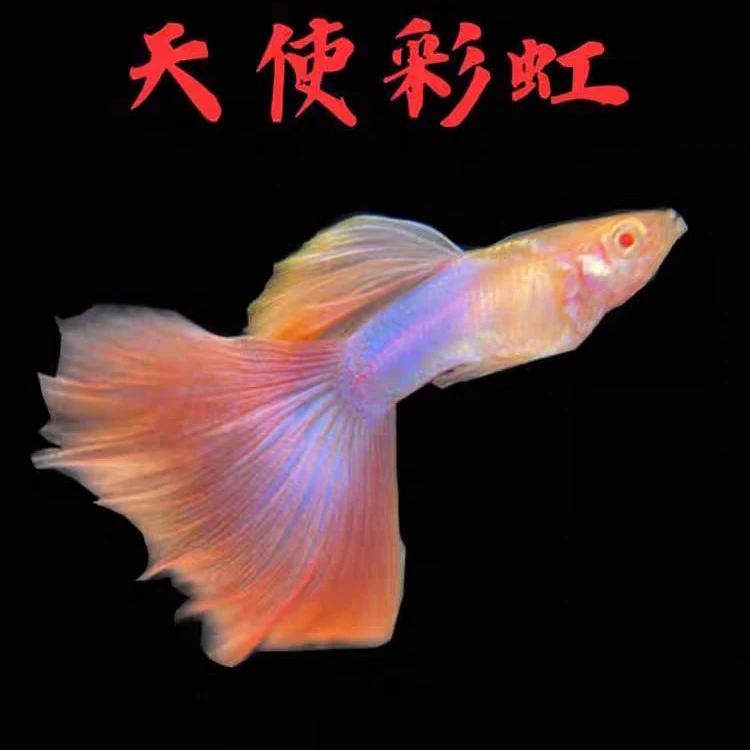 直播专享，凭完整开箱视频包损，入缸不包