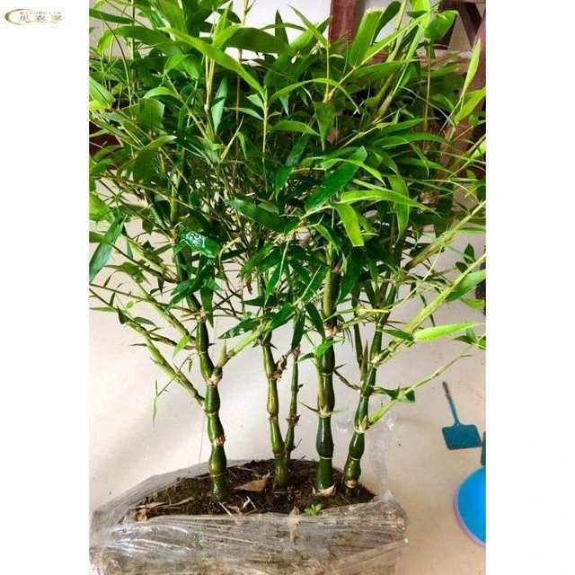 盆栽室内观赏竹子佛肚竹盆景植物观叶四季常青罗汉竹紫竹青竹苗子