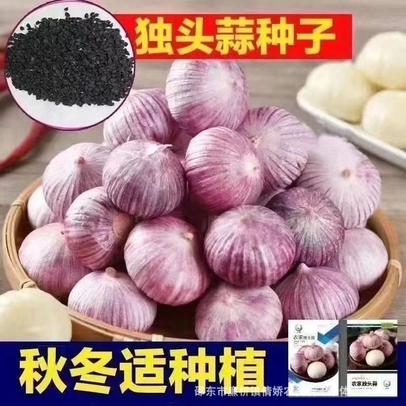 【6.9抢600粒】紫皮独头蒜云南独头蒜种籽圆头蒜种独头大蒜种子高产