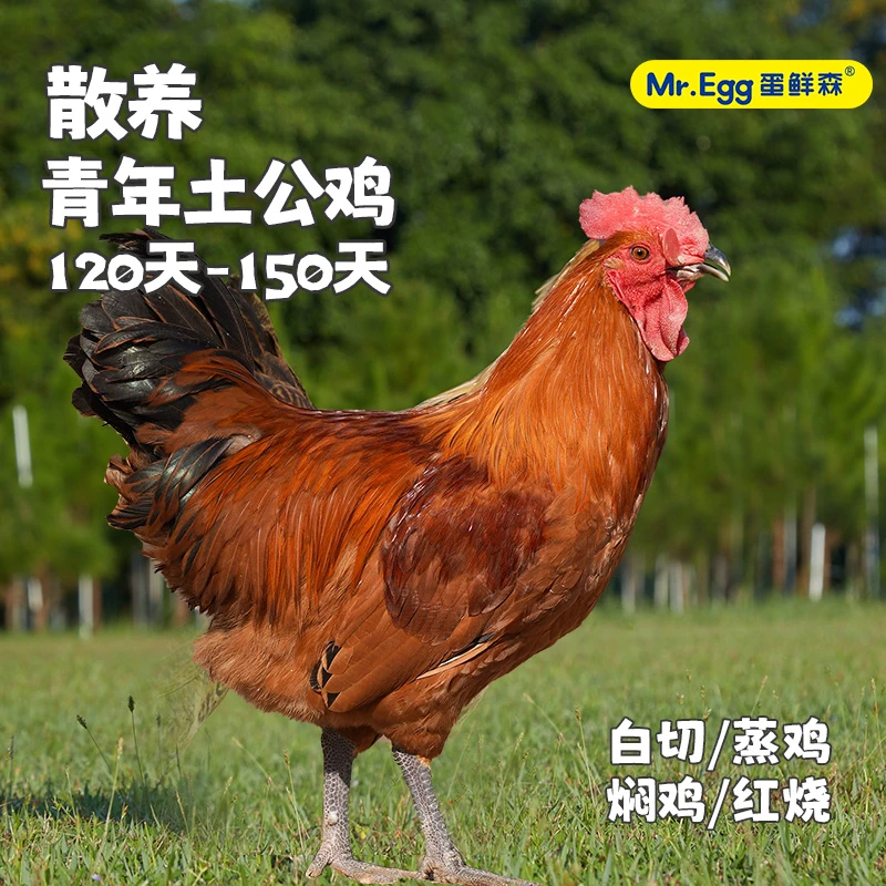 蛋鲜森土公鸡走地鸡农家村散养青年土鸡新鲜现杀