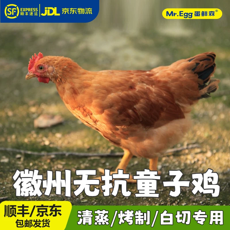 蛋鲜森(清蒸白切烤制专用）童子鸡谷物喂养净重1只1.7斤-1.9斤SU
