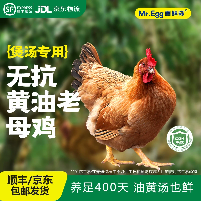 蛋鲜森【顺丰包邮】煲汤鲜活宰杀士鸡黄油老母鸡(净重1000g-1100g)