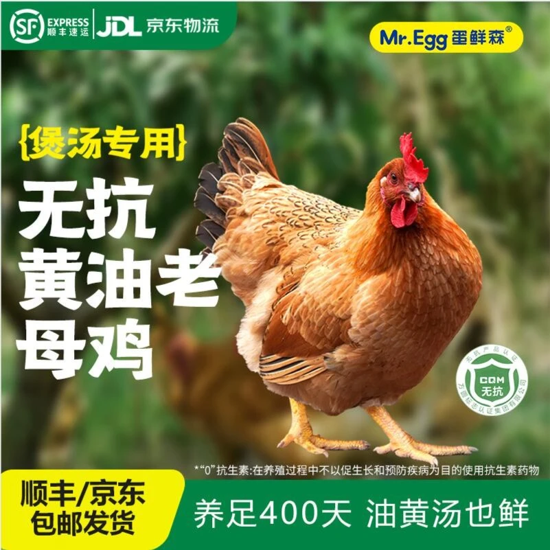 蛋鲜森煲汤鲜活宰杀黄油老母鸡(净重1000g-1100g)