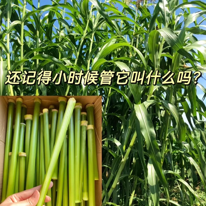 小时候的味道甜杆（不低于二斤约20节）