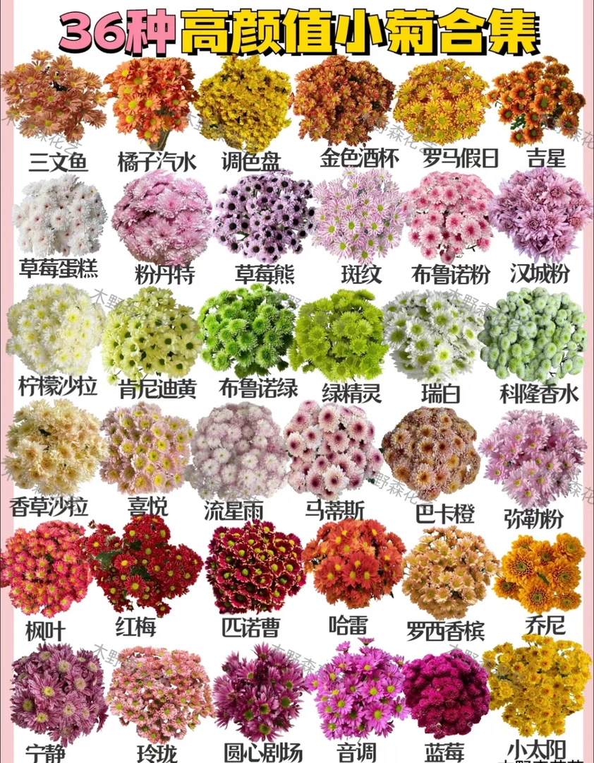 【喜见花卉】多头小雏菊，基地源头现采现发，两单包邮