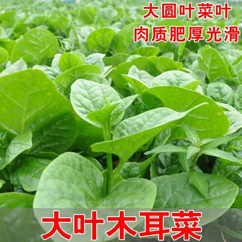 大叶木耳菜种子爬藤潺菜种籽四季播春夏秋季藤菜阳台庭院蔬菜种孑